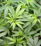 Editors' Blog: Weed wonders Editors' Blog: Weed wonders